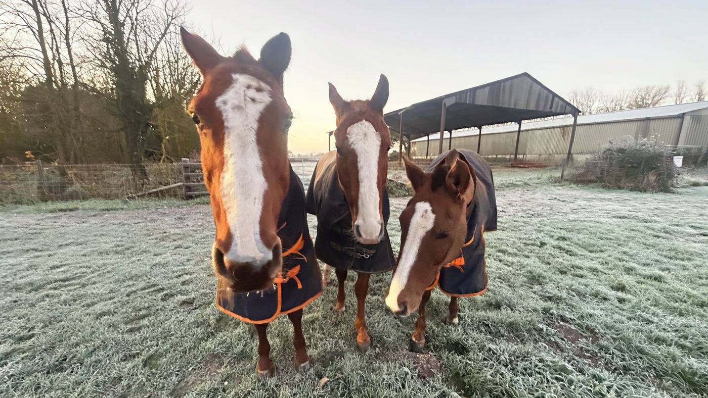 Three chestnut horses in navy turnout rugs on a frosty morning